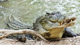 Cassius es el más buscado en el Marineland Crocodile Park.