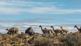Cada vez son menos los guanacos que migran a la Argentina.