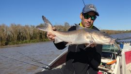 Ya sea con fuertes cabezazos o con una aflojada del aparejo, el bagre de mar marca el pique.