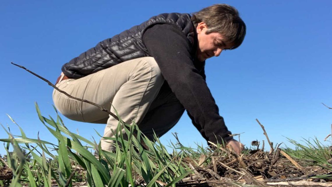 Cayó fuerte la confianza de los productores a niveles de 2019: cuáles son los factores detrás de la baja 