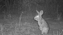 El tapetí fue visto en el noreste cordobés.