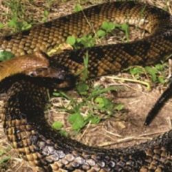 Es una de las serpientes más grandes que habitan principalmente en los ambientes acuáticos.