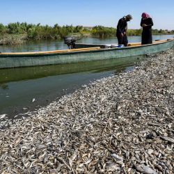 Pescadores en una barca mientras inspeccionan miles de peces muertos flotando junto a la orilla del río Amshan, que se abastece del Tigris, en la provincia iraquí de Maysan, en el sureste del país. Miles de peces muertos fueron encontrados en las orillas del río en un desastre que podría estar relacionado con las consecuencias de una sequía, lo que llevó a las autoridades a abrir una investigación. | Foto:Asaad Niazi / AFP