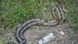 Los dos gigantescos reptiles fueron vistos en plena luz del día.