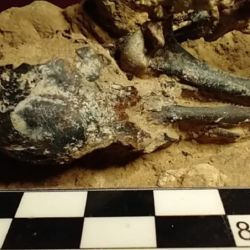 Los expertos determinaron que pertenecieron a un pájaro carpintero que habitó en la zona hace más de 2000.000 años. 