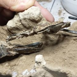 Entre algunos de los restos fósiles estaban el cráneo y las mandíbulas enteras, el húmero y el fémur. 