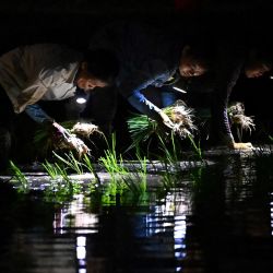 Esta foto muestra a agricultores plantando arroz en un arrozal por la noche en Hanoi. Para innumerables agricultores del norte y el centro de Vietnam, la siembra en la oscuridad se ha convertido en una salvación durante los veranos cada vez más calurosos, ya que las naciones del sur y el sudeste asiático luchan este año contra temperaturas récord. | Foto:NHAC NGUYEN / AFP