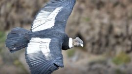 El cóndor andino es el ave voladora más grande del mundo.