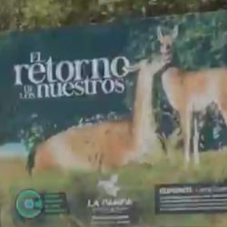 La vuelta del guanaco al Parque Luro es una excelente noticia.