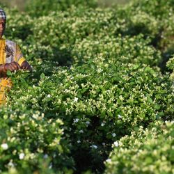 En esta imagen un agricultor cosecha flores de jazmín en una granja a las afueras de Madurai, India. | Foto:R. Satish Babu / AFP