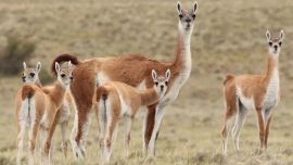 La medida tuvo lugar en el marco del Programa de Reintroducción de Especies Extintas.