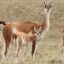 0507_guanacos