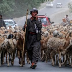 Un pastor afgano pasea sus ovejas por la calle en el distrito de Fayzabad de la provincia de Badakhshan. | Foto:OMER ABRAR / AFP