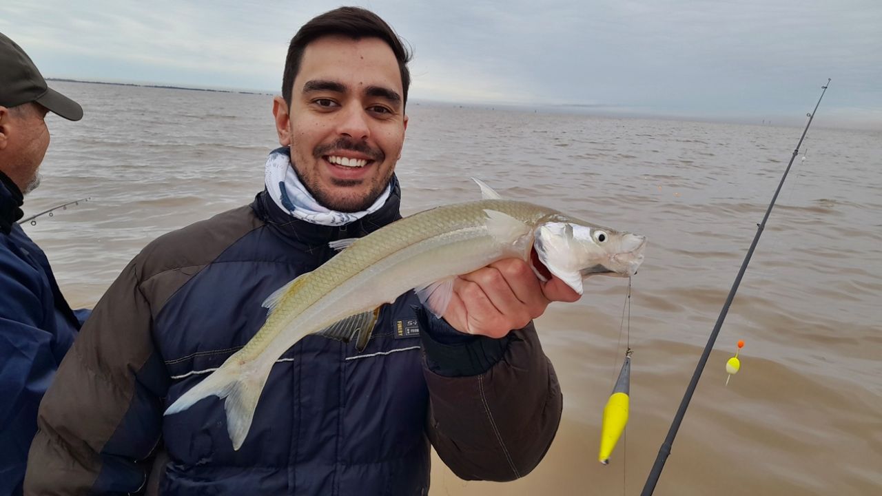 Berisso, silversides in the depths