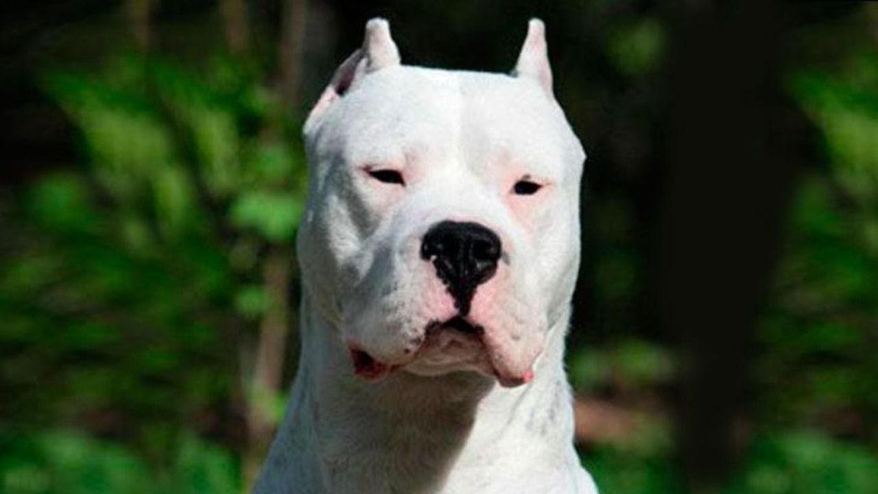 puede un dogo argentino vivir en santa elena