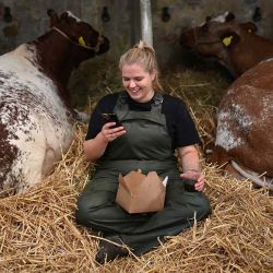 Un cuidador se sienta con el ganado Dairy Shorthorn en el primer día del Gran Espectáculo de Yorkshire en Harrogate, norte de Inglaterra. Foto Oli SCARFF / AFP | Foto:AFP