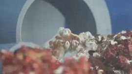 Costello fue el pulpo estudiado por los científicos.