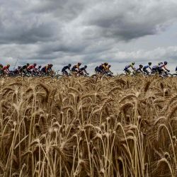 El grupo de ciclistas pasa por un campo de trigo durante carrera ciclista del Tour de Francia. Foto de Marco BERTORELLO / AFP | Foto:AFP