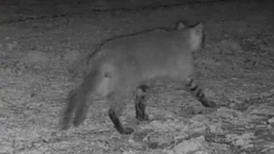 Investigadores argentinos avistan una extraña especie de gato silvestre en el Parque Nacional Iberá