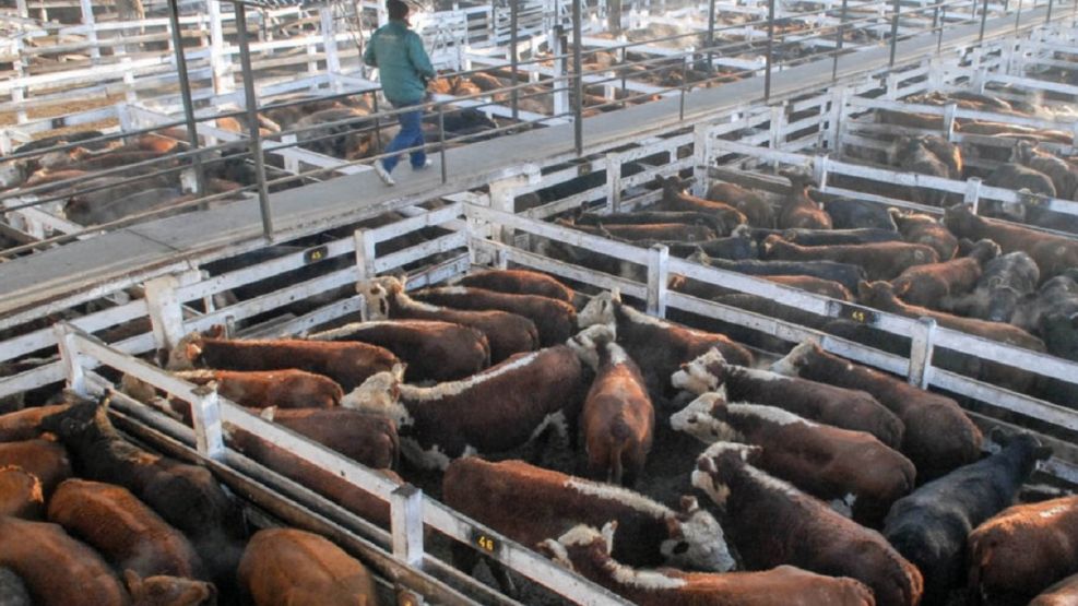 Bonos verdes: Tecnovax consiguió financiamiento para reducir huella de carbono en el mercado de la carne