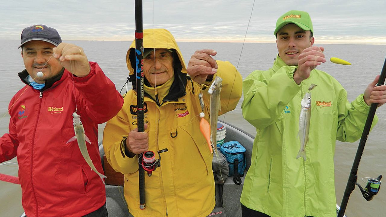Silversides at full speed in Magdalena