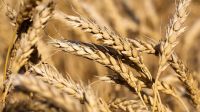 Wheat Field