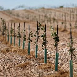 Un campo de pistachos creciendo en un campo muy seco en Daimiel, en la región de Castilla La Mancha. Foto Thomas COEX / AFP | Foto:AFP