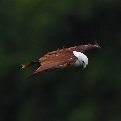 Un milano Brahminy, también conocido como águila marina de lomo rojo, se desliza mientras busca presas en la zona boscosa de la ciudad de Ternate, provincia de Cavite. Foto de Ted ALJIBE / AFP | Foto:AFP