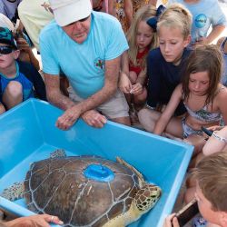 Richie Moretti observa cómo los niños observan de cerca a "Marcia", una tortuga marina verde juvenil. Liberada en los Cayos de Florida. Foto Andy Newman / AFP | Foto:AFP