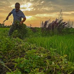 Un agricultor trabaja en un campo de hortalizas en las afueras de Srinagar. Foto de TAUSEEF MUSTAFA / AFP | Foto:AFP