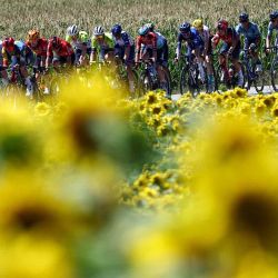 El grupo de ciclistas pasa por un campo de girasoles durante la carrera del Tour de Francia. Foto Anne-Christine POUJOULAT / AFP | Foto:AFP