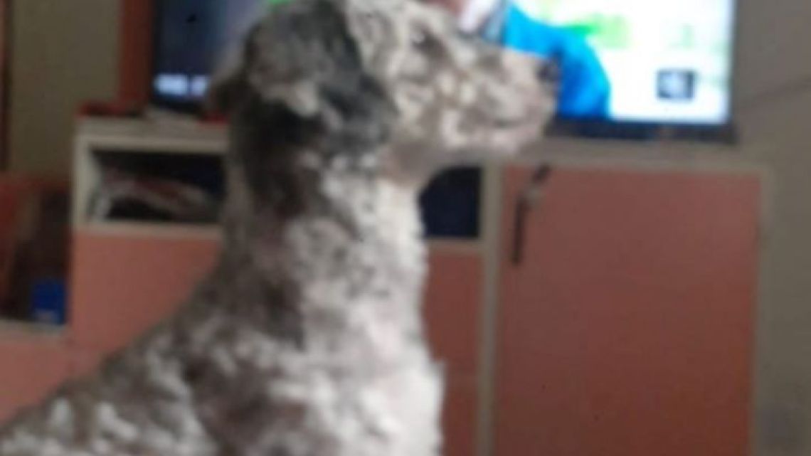 Asaltaron al sonidista by Dani Guardia y le llevaron hasta su perro caniche