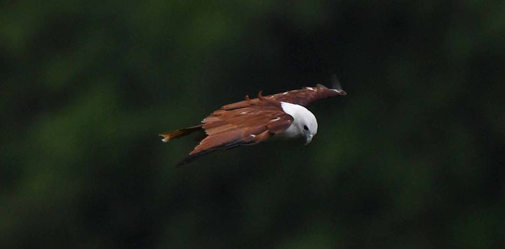Un milano Brahminy, también conocido como águila marina de lomo rojo, se desliza mientras busca presas en la zona boscosa de la ciudad de Ternate, provincia de Cavite. Foto de Ted ALJIBE / AFP