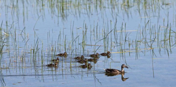 Una familia de patos nadando en un pantano cerca de Daimiel, en la región de Castilla La Mancha. Foto Thomas COEX / AFP