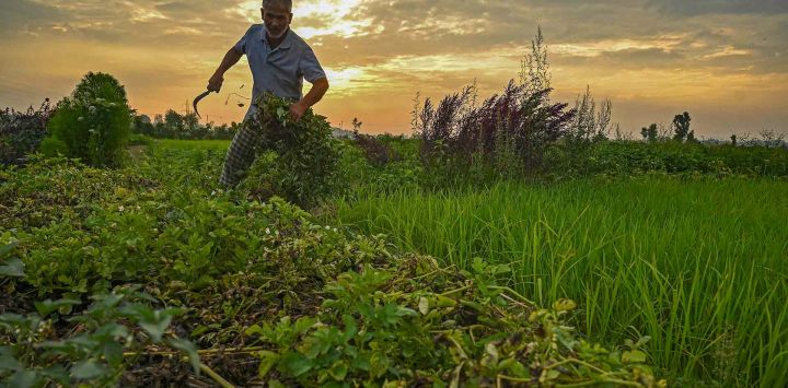 Un agricultor trabaja en un campo de hortalizas en las afueras de Srinagar. Foto de TAUSEEF MUSTAFA / AFP