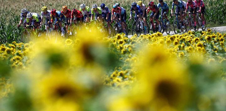 El grupo de ciclistas pasa por un campo de girasoles durante la carrera del Tour de Francia. Foto Anne-Christine POUJOULAT / AFP