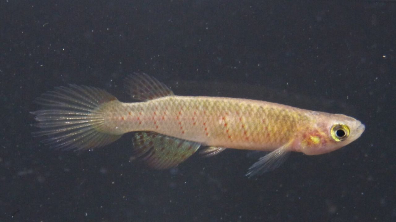 Curioso descubrimiento de un pez que sobrevive fuera del agua y sus huevos soportan la sequía