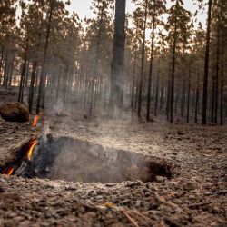 Esta fotografía muestra una zona forestal quemada por un incendio forestal en el municipio de Puntagorda, en la isla canaria de La Palma. Foto de DESIREE MARTIN / AFP | Foto:AFP