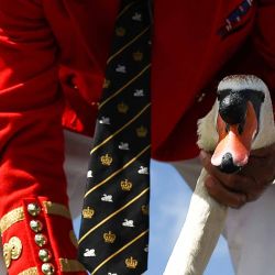 Se captura un cisne para medirlo y controlarlo durante la subida anual de cisnes en el río Támesis en Staines, al oeste de Londres. Foto HENRY NICHOLLS / AFP | Foto:AFP