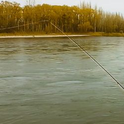 En los distintos ríos de la zona, la variedad y la calidad está asegurada. Hay ejemplares que pueden pesar hasta quince kilos.