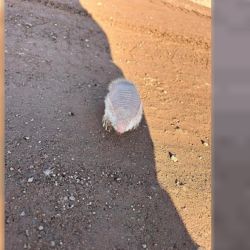 El pichiciego pampeano fue declarado Monumento Natural Provincial en la provincia de Mendoza en Argentina por la ley Nº 6599, 