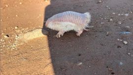 La especie se encuentra en peligro de extinción.