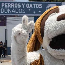 México es el país de América latina con mayor cantidad de perros callejeros 