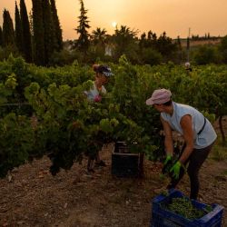 Los recolectores de uva trabajan en un viñedo de Bodegas Robles en Montilla, España. Temprano en la mañana para evitar el calor. Foto JORGE GUERRERO / AFP | Foto:AFP