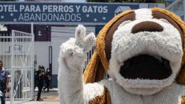 México es el país de América latina con mayor cantidad de perros callejeros