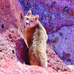 La poética felina del puma libre en la nieve. La migración de los guanacos es un espectáculo aparte. El Sendero Tierra de Colores, un complemento imperdible.