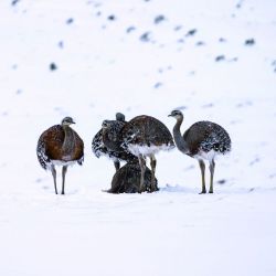 La poética felina del puma libre en la nieve. La migración de los guanacos es un espectáculo aparte. El Sendero Tierra de Colores, un complemento imperdible.