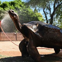 "Elvis", una tortuga de Galápagos, se rocía con agua mientras el personal del zoológico de Phoenix toma medidas adicionales para mantener frescos a los animales. Foto Patrick T. Fallon / AFP | Foto:AFP