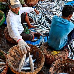 Los trabajadores clasifican el pescado en un puerto pesquero en Banda Aceh. Foto CHAIDEER MAHYUDDIN / AFP | Foto:AFP