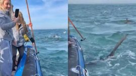 Llamativa situación se dio en una migración masiva de sardinas en el océano Indico.